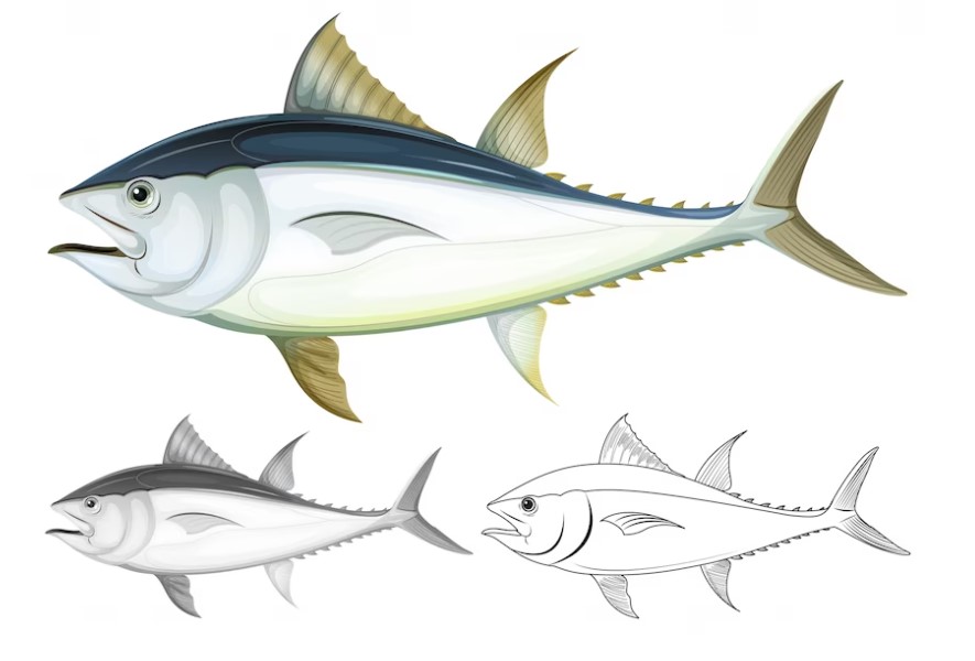 Bigeye Tuna